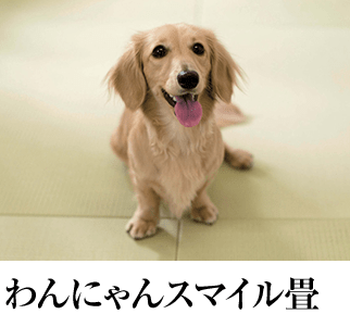 わんにゃん